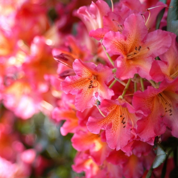 Rhododendron 'Scyphocalix'