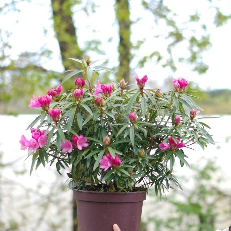 Rhododendron 'Graziella'