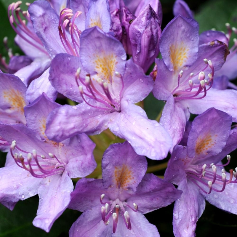 Rhododendron pontique