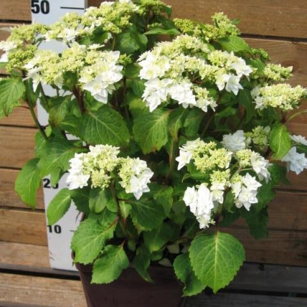 Hortensia 'Wedding Gown'