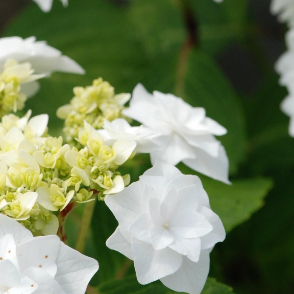 Hortensia 'Wedding Gown'