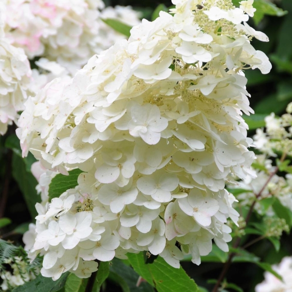 Hortensia 'Unique'