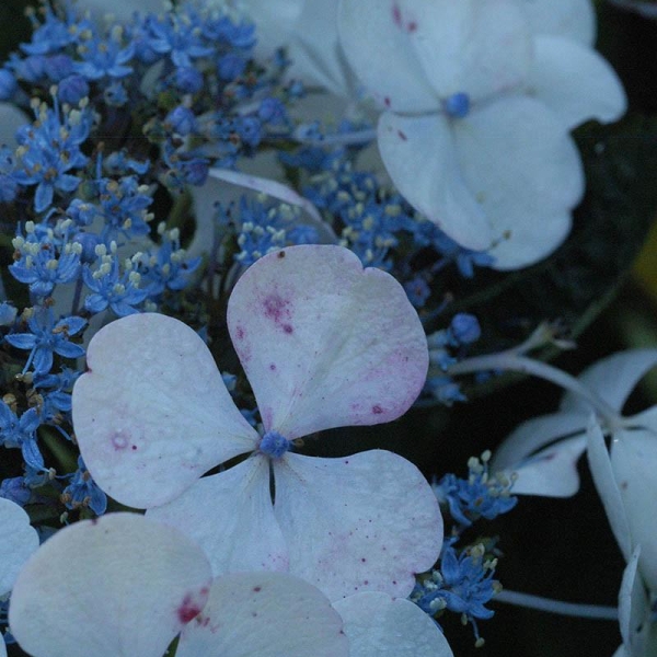 Hortensia 'Lanarth white'