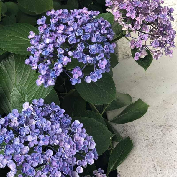 Hortensia 'Ayesha'