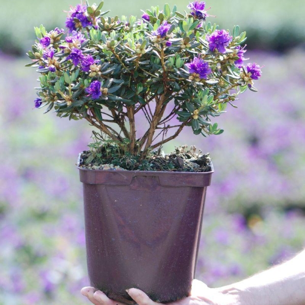 Rhododendron 'Azurro'