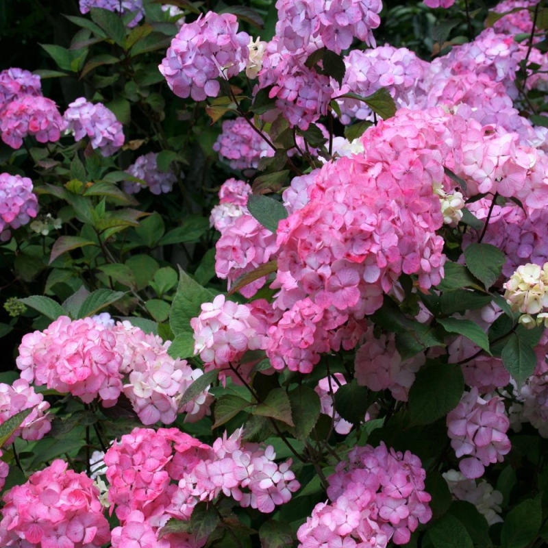 Hortensia 'Preziosa'