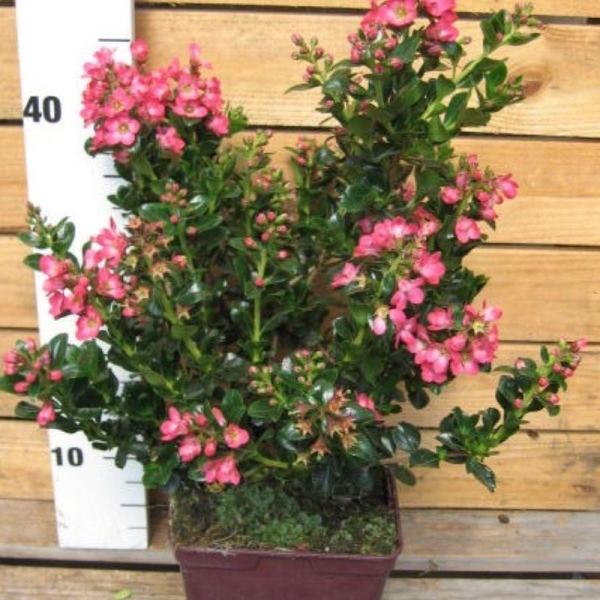 Escallonia 'Pride of Donard'