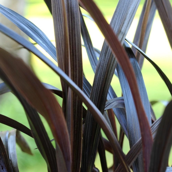 Cordyline 'Renegade Tana'