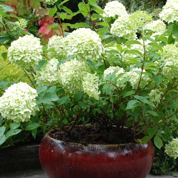 Hortensia 'Limelight®'