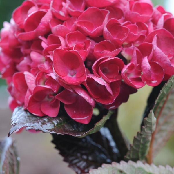 Hortensia 'Merveille Sanguine'