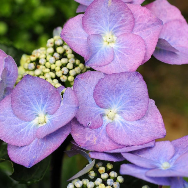 Hortensia 'Zorro®'