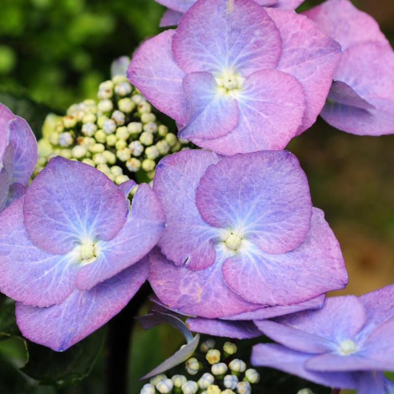 Hortensia 'Zorro®'