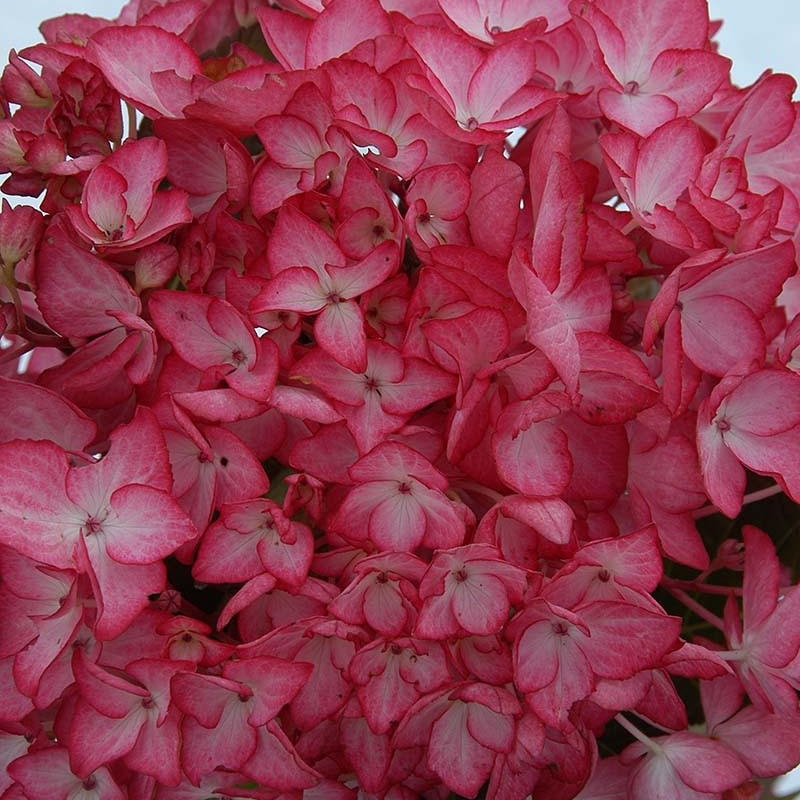 Hortensia 'Salsa®'