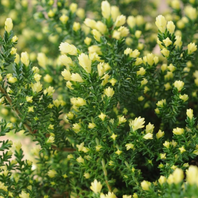 Bruyère d'été 'Spring Cream'