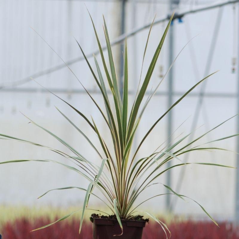 Cordyline 'Torbay Dazzler'