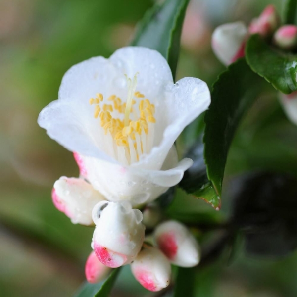 Camélia 'Transnokoensis'