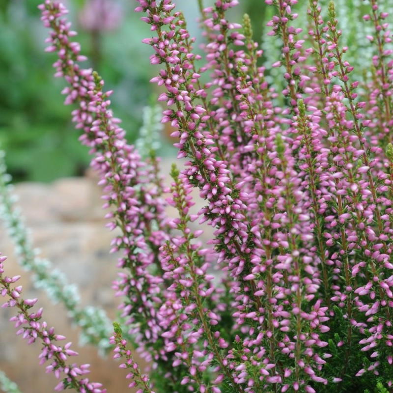 Bruyère d'été 'Rosita®'