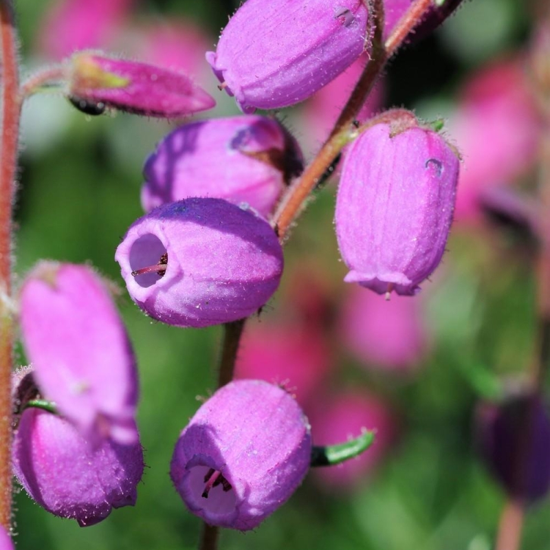 Bruyère d'Irlande 'Vanessa'