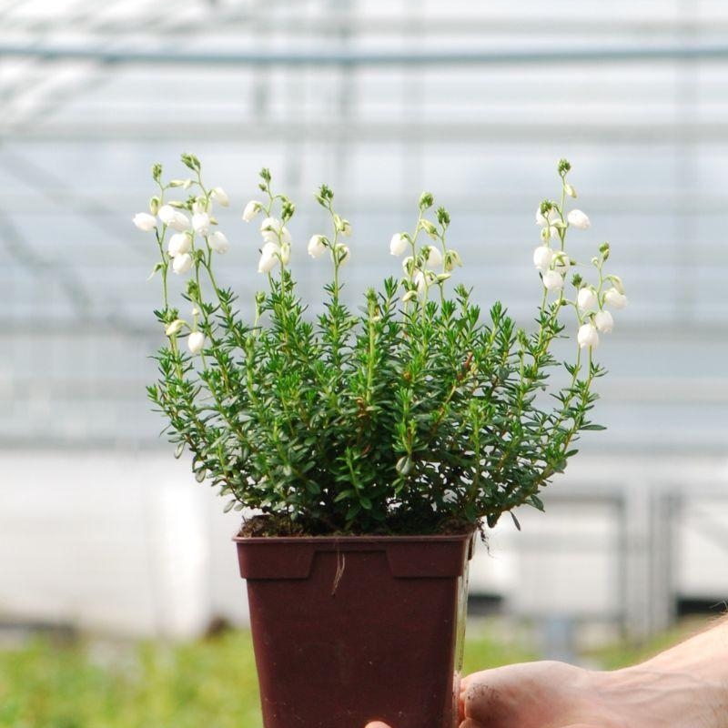 Bruyère d'Irlande 'Alberta White'