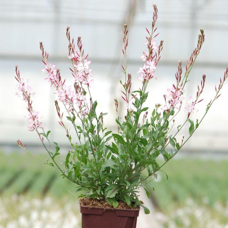 Gaura 'Rosyjane®'