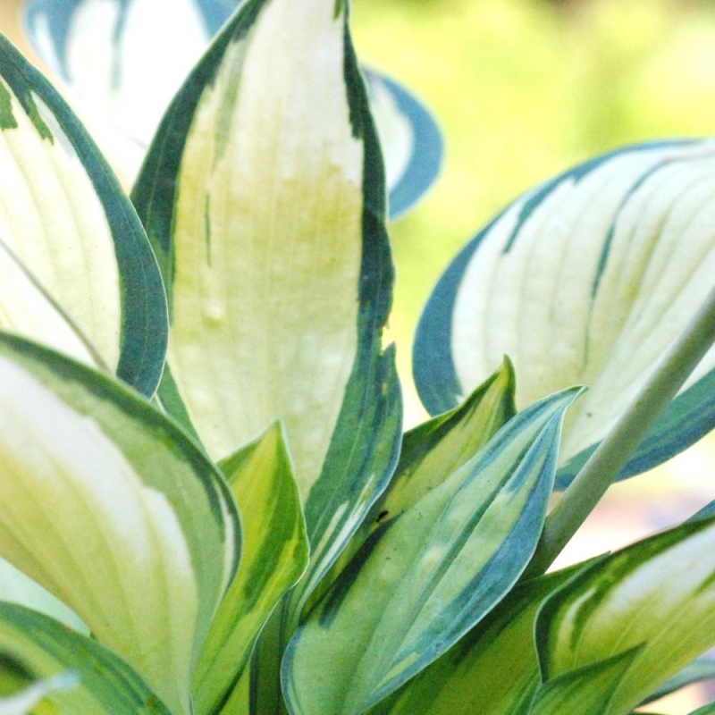 Hosta 'June'