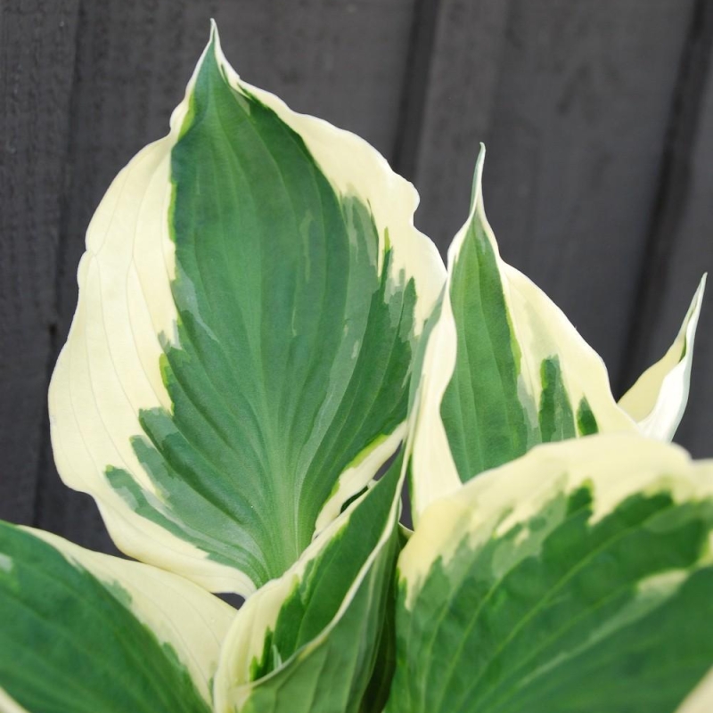 Hosta 'Patriot'