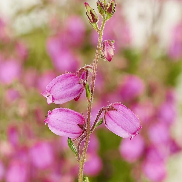 Bruyère d'Irlande 'Annika'