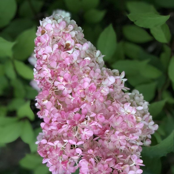 Hortensia 'Vanille Fraise®'