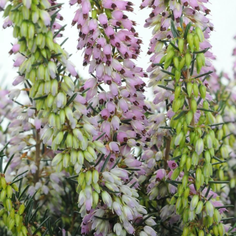 Bruyère d'hiver 'Ghost Hills'