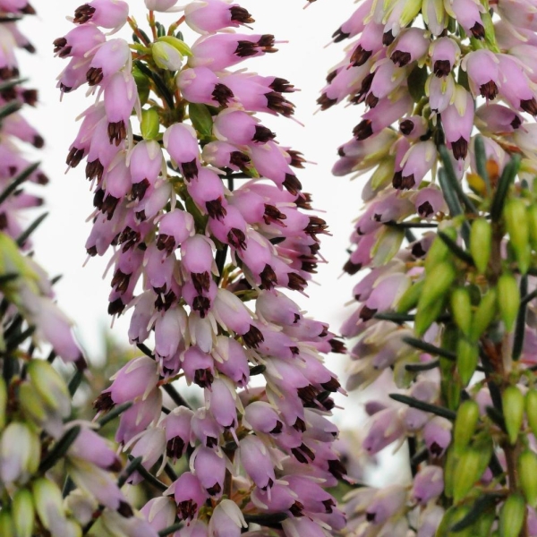 Bruyère d'hiver 'Spring Surprise'