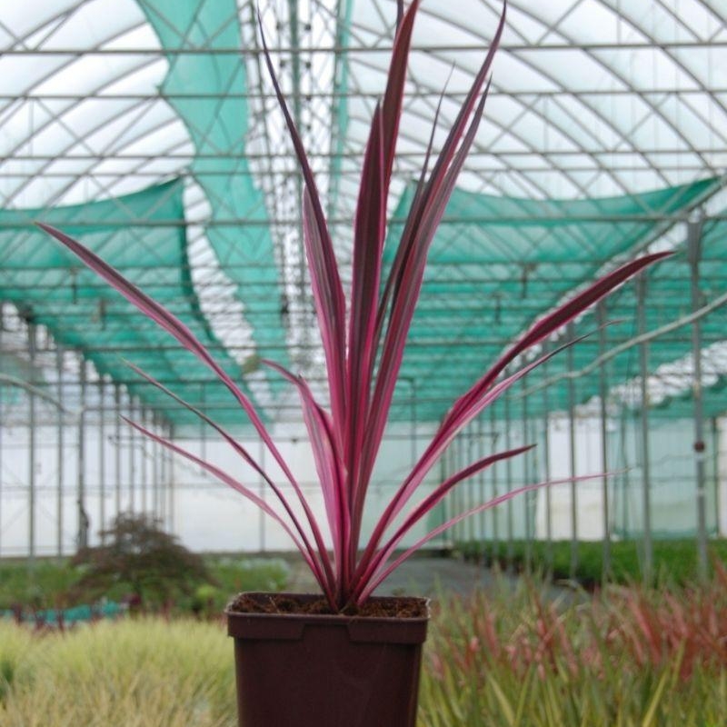 Cordyline 'Pink Passion ® '