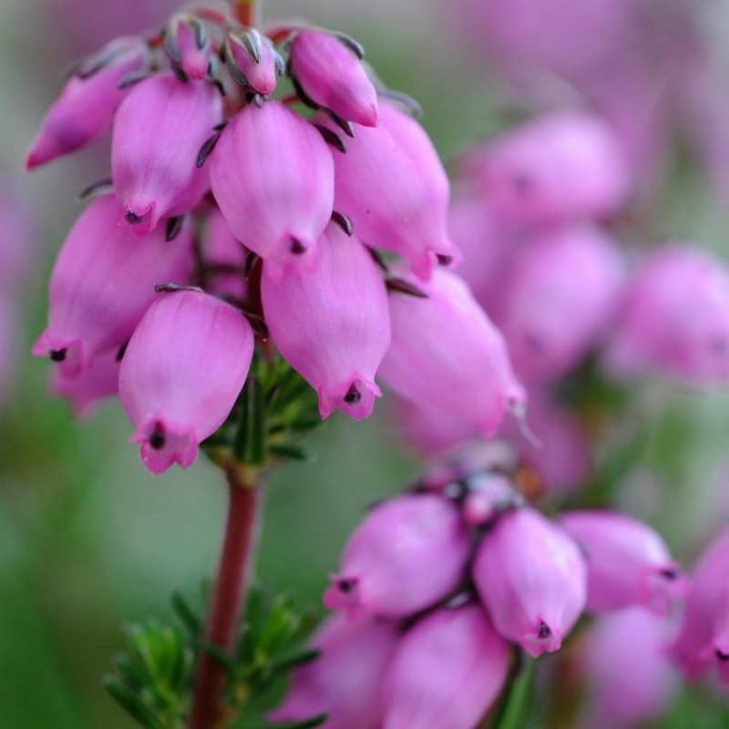 Bruyère cendrée 'Rosita'