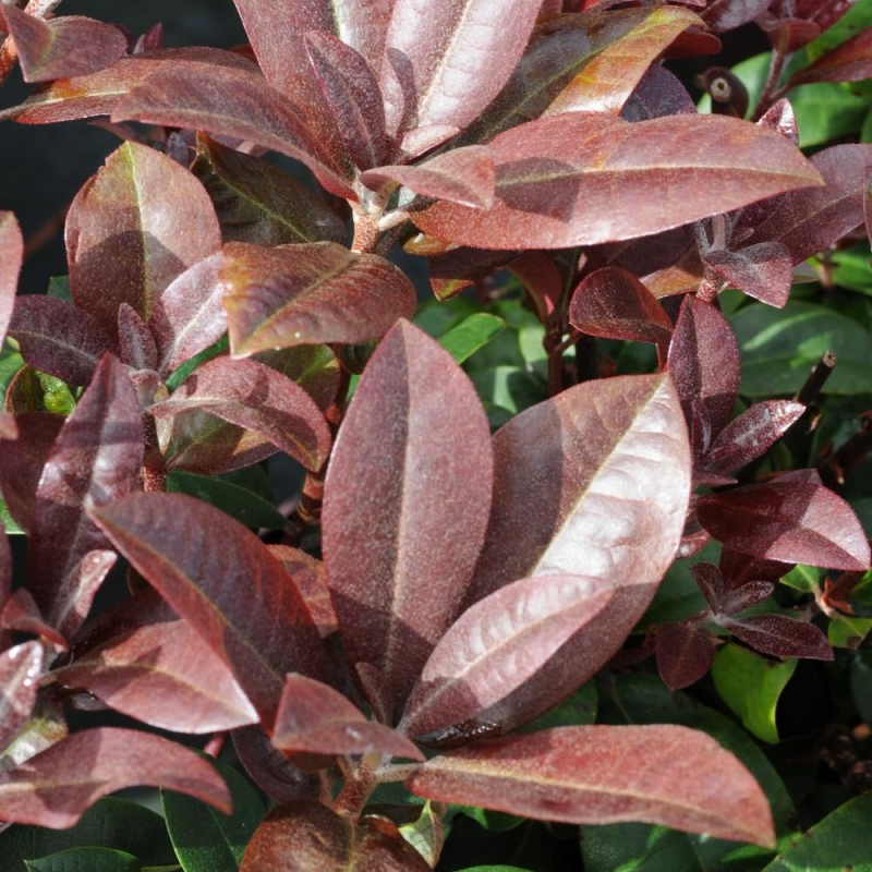 Rhododendron 'Moser's Maroon'