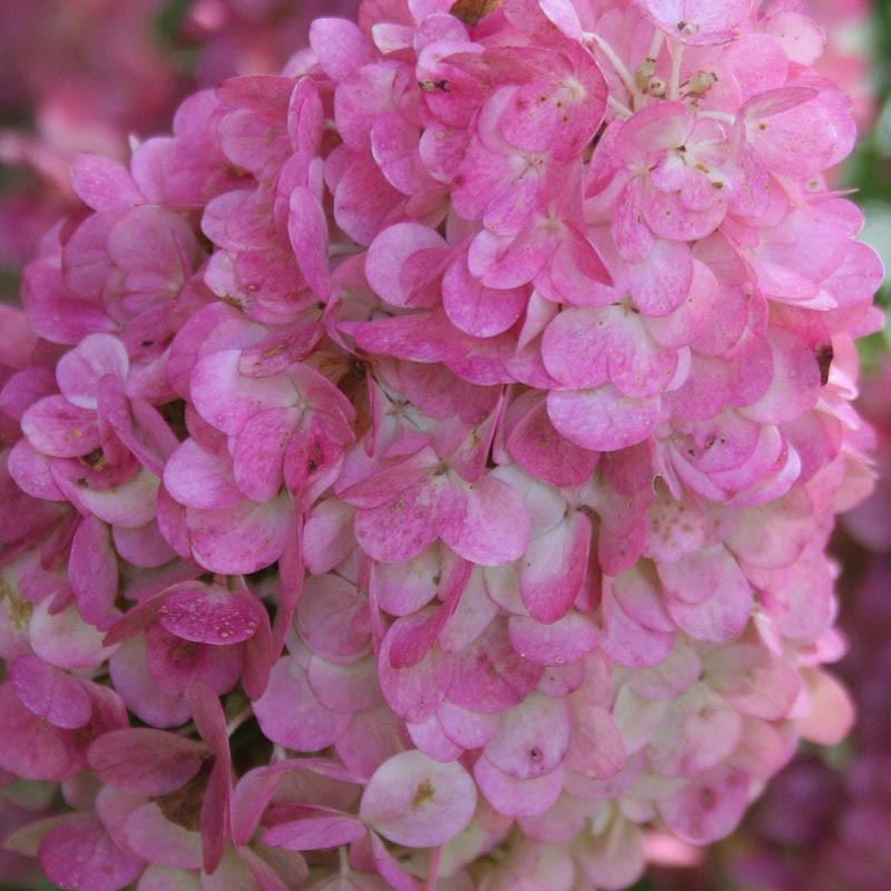 Hortensia 'Sundae Fraise®'