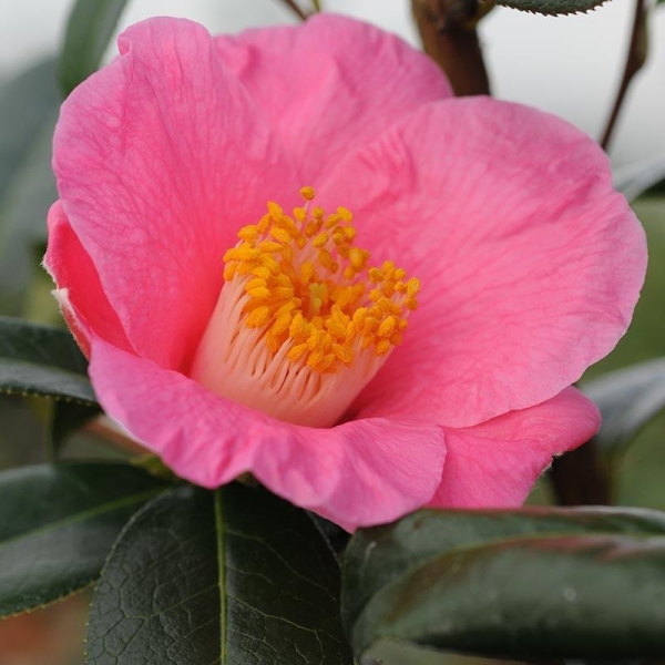 Camelia 'St Ewe'