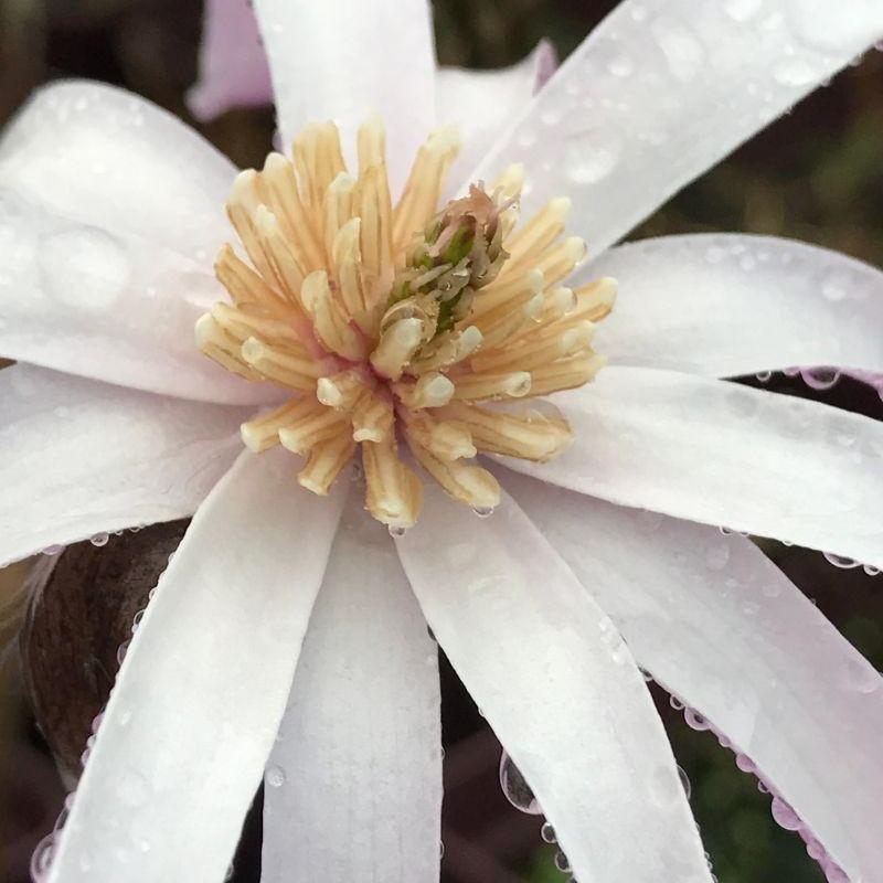 Magnolia 'Leonard Messel'