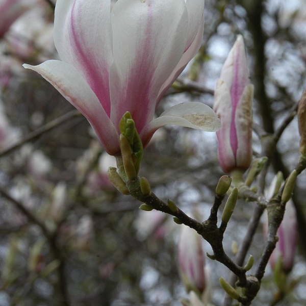 Magnolia soulangeana