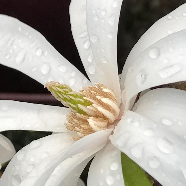 Magnolia 'Stellata'