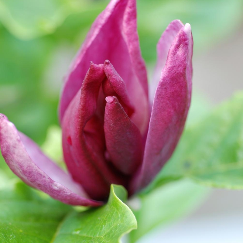 Magnolia liliflora 'Nigra'