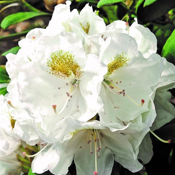 Rhododendron 'Porzellan '