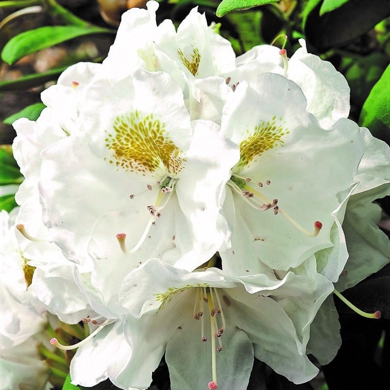 Rhododendron 'Porzellan '