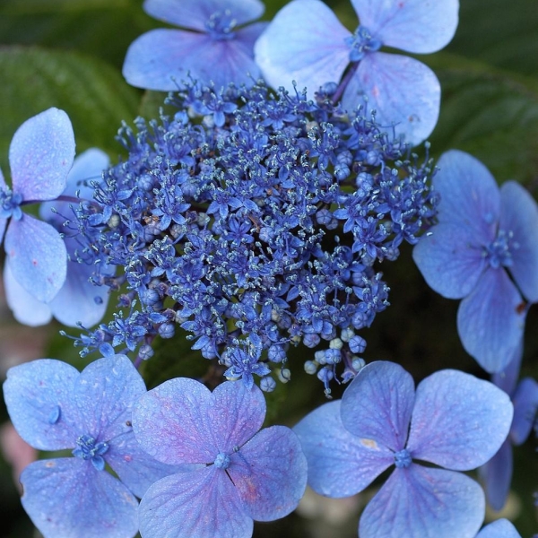 Hortensia 'Blaueling'