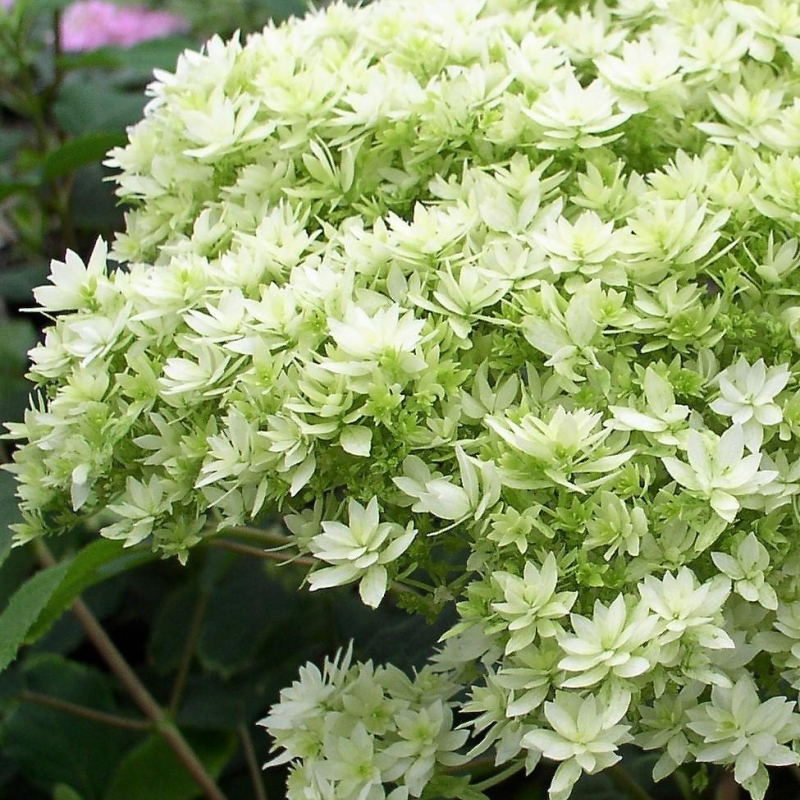 Hortensia 'Hovaria® Hayes Starburst'