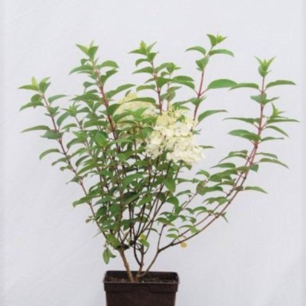 Hortensia 'Bobo®'