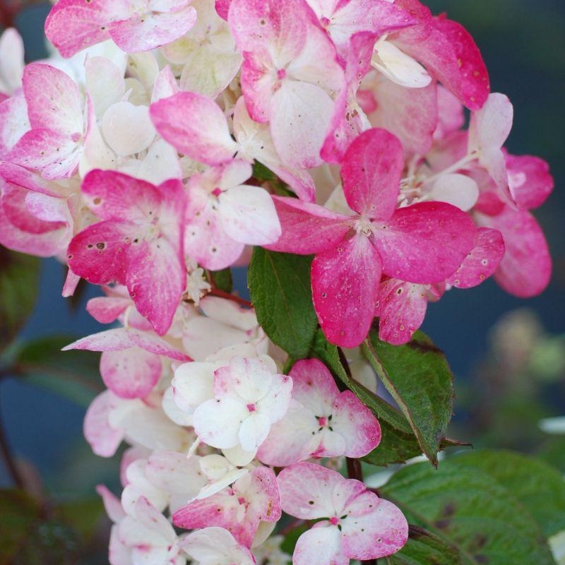 Hortensia 'Diamant Rouge®'