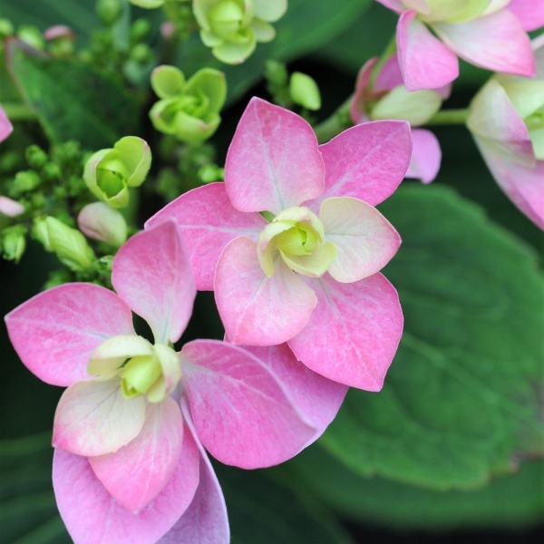 Hortensia 'Romance'