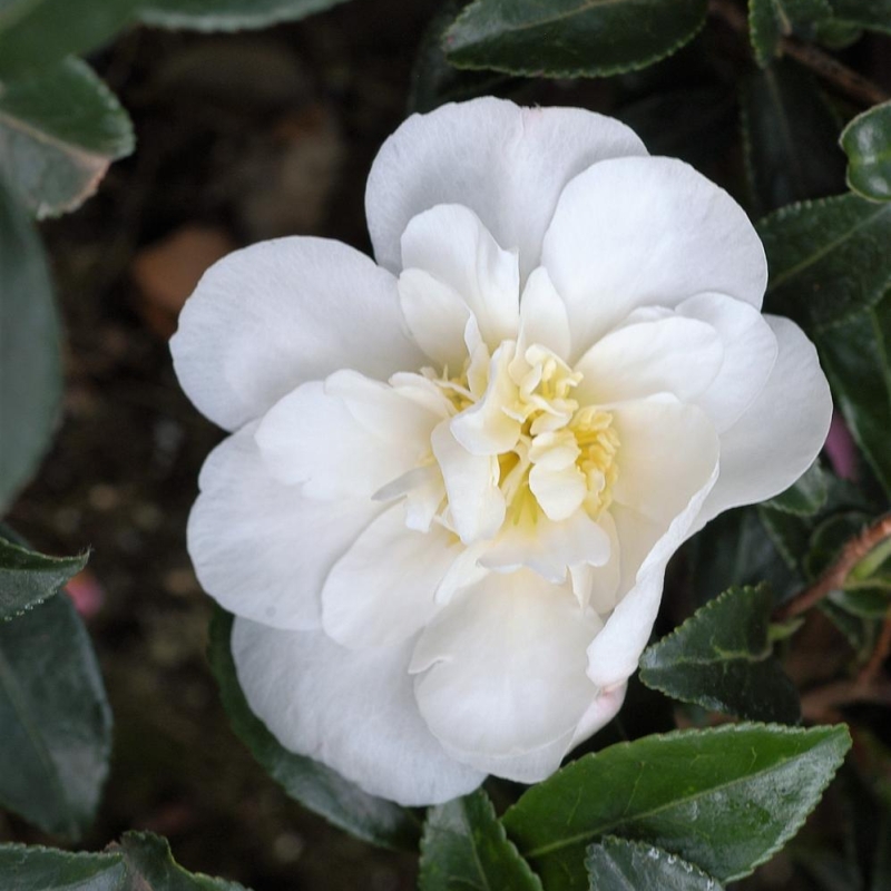 Camélia 'Helen'