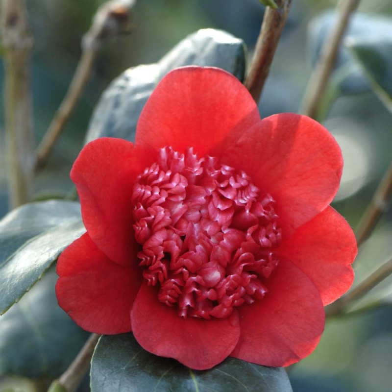 Camelia 'Bob's Tinsie'