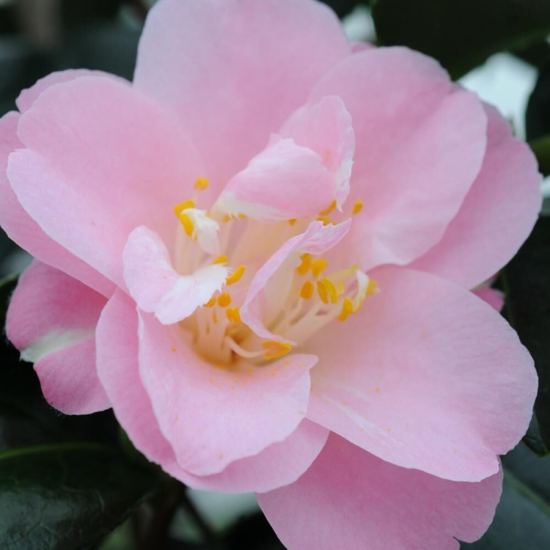 Camelia 'La Psalette'