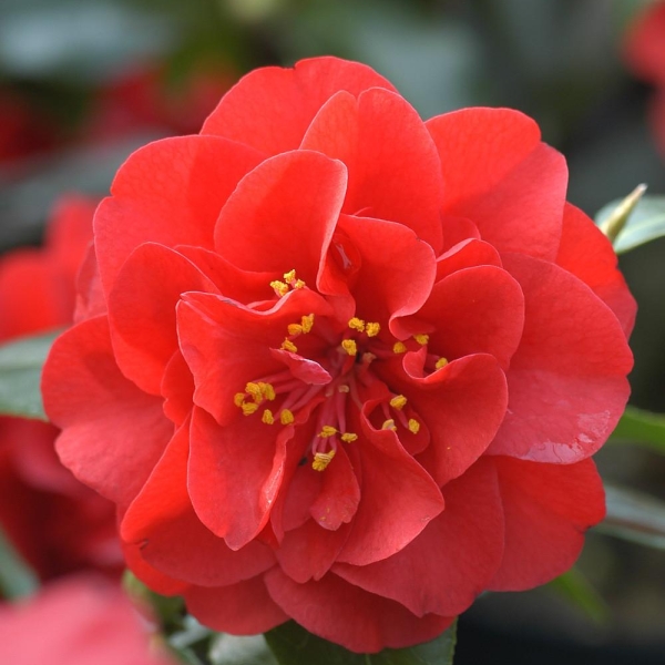 Camelia 'Maroon and Gold'